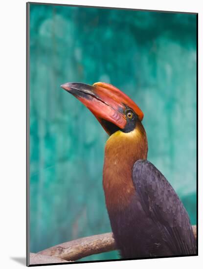 Rufous Hornbil Bird, Philippines-Keren Su-Mounted Photographic Print