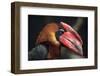 Rufous Hornbill (Buceros Hydrocorax), also known as the Philippine Hornbill.-Vladimir Wrangel-Framed Photographic Print