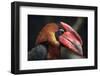 Rufous Hornbill (Buceros Hydrocorax), also known as the Philippine Hornbill.-Vladimir Wrangel-Framed Photographic Print