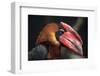 Rufous Hornbill (Buceros Hydrocorax), also known as the Philippine Hornbill.-Vladimir Wrangel-Framed Photographic Print