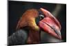 Rufous Hornbill (Buceros Hydrocorax), also known as the Philippine Hornbill.-Vladimir Wrangel-Mounted Photographic Print