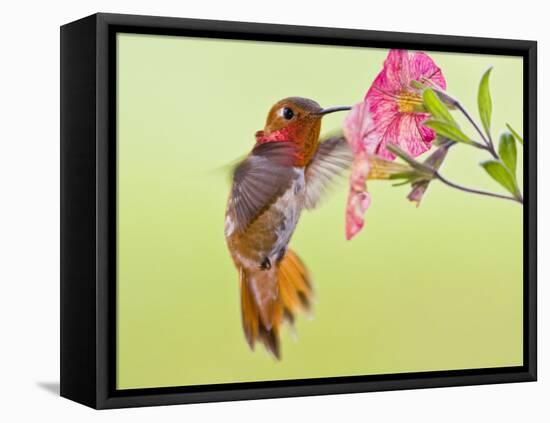 Rufous Hummingbird Feeding in a Flower Garden, British Columbia, Canada-Larry Ditto-Framed Stretched Canvas
