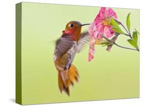 Rufous Hummingbird Feeding in a Flower Garden, British Columbia, Canada-Larry Ditto-Stretched Canvas