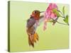 Rufous Hummingbird Feeding in a Flower Garden, British Columbia, Canada-Larry Ditto-Stretched Canvas