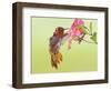 Rufous Hummingbird Feeding in a Flower Garden, British Columbia, Canada-Larry Ditto-Framed Photographic Print