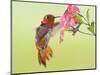 Rufous Hummingbird Feeding in a Flower Garden, British Columbia, Canada-Larry Ditto-Mounted Photographic Print