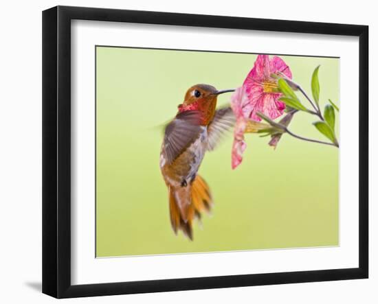 Rufous Hummingbird Feeding in a Flower Garden, British Columbia, Canada-Larry Ditto-Framed Photographic Print