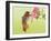 Rufous Hummingbird Feeding in a Flower Garden, British Columbia, Canada-Larry Ditto-Framed Photographic Print