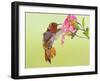 Rufous Hummingbird Feeding in a Flower Garden, British Columbia, Canada-Larry Ditto-Framed Photographic Print