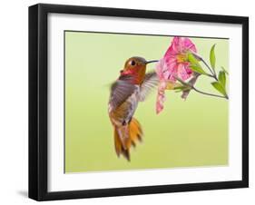 Rufous Hummingbird Feeding in a Flower Garden, British Columbia, Canada-Larry Ditto-Framed Photographic Print