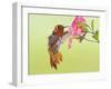 Rufous Hummingbird Feeding in a Flower Garden, British Columbia, Canada-Larry Ditto-Framed Photographic Print