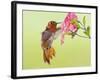 Rufous Hummingbird Feeding in a Flower Garden, British Columbia, Canada-Larry Ditto-Framed Photographic Print