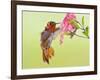 Rufous Hummingbird Feeding in a Flower Garden, British Columbia, Canada-Larry Ditto-Framed Photographic Print