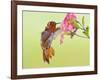 Rufous Hummingbird Feeding in a Flower Garden, British Columbia, Canada-Larry Ditto-Framed Photographic Print