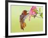 Rufous Hummingbird Feeding in a Flower Garden, British Columbia, Canada-Larry Ditto-Framed Photographic Print