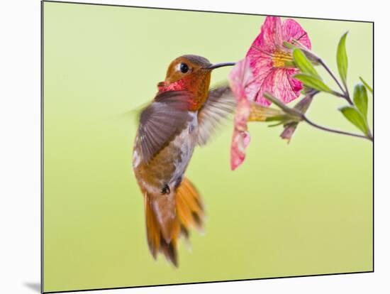 Rufous Hummingbird Feeding in a Flower Garden, British Columbia, Canada-Larry Ditto-Mounted Photographic Print