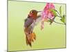 Rufous Hummingbird Feeding in a Flower Garden, British Columbia, Canada-Larry Ditto-Mounted Photographic Print