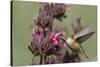 Rufous Hummingbird Feeding on Hummingbird Sage-Hal Beral-Stretched Canvas