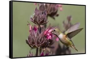 Rufous Hummingbird Feeding on Hummingbird Sage-Hal Beral-Framed Stretched Canvas