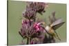 Rufous Hummingbird Feeding on Hummingbird Sage-Hal Beral-Stretched Canvas