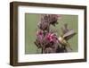 Rufous Hummingbird Feeding on Hummingbird Sage-Hal Beral-Framed Photographic Print
