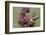 Rufous Hummingbird Feeding on Hummingbird Sage-Hal Beral-Framed Photographic Print