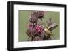 Rufous Hummingbird Feeding on Hummingbird Sage-Hal Beral-Framed Photographic Print