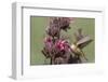 Rufous Hummingbird Feeding on Hummingbird Sage-Hal Beral-Framed Photographic Print