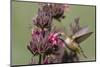 Rufous Hummingbird Feeding on Hummingbird Sage-Hal Beral-Mounted Photographic Print