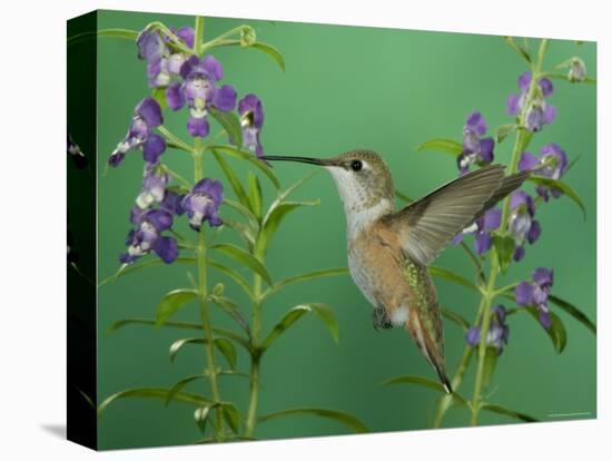 Rufous Hummingbird, Female Feeding on Purple Angelonia Paradise, Chiricahua Mountains, Arizona, USA-Rolf Nussbaumer-Stretched Canvas