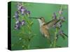 Rufous Hummingbird, Female Feeding on Purple Angelonia Paradise, Chiricahua Mountains, Arizona, USA-Rolf Nussbaumer-Stretched Canvas