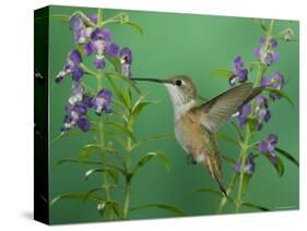 Rufous Hummingbird, Female Feeding on Purple Angelonia Paradise, Chiricahua Mountains, Arizona, USA-Rolf Nussbaumer-Stretched Canvas