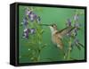 Rufous Hummingbird, Female Feeding on Purple Angelonia Paradise, Chiricahua Mountains, Arizona, USA-Rolf Nussbaumer-Framed Stretched Canvas