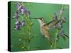 Rufous Hummingbird, Female Feeding on Purple Angelonia Paradise, Chiricahua Mountains, Arizona, USA-Rolf Nussbaumer-Stretched Canvas