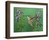 Rufous Hummingbird, Female Feeding on Purple Angelonia Paradise, Chiricahua Mountains, Arizona, USA-Rolf Nussbaumer-Framed Premium Photographic Print