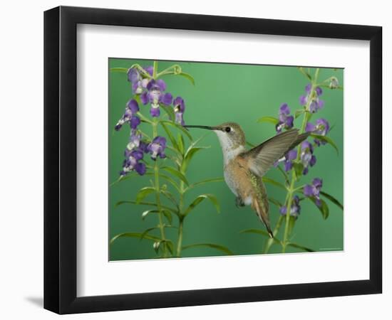 Rufous Hummingbird, Female Feeding on Purple Angelonia Paradise, Chiricahua Mountains, Arizona, USA-Rolf Nussbaumer-Framed Premium Photographic Print