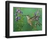 Rufous Hummingbird, Female Feeding on Purple Angelonia Paradise, Chiricahua Mountains, Arizona, USA-Rolf Nussbaumer-Framed Premium Photographic Print