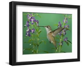 Rufous Hummingbird, Female Feeding on Purple Angelonia Paradise, Chiricahua Mountains, Arizona, USA-Rolf Nussbaumer-Framed Premium Photographic Print