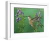 Rufous Hummingbird, Female Feeding on Purple Angelonia Paradise, Chiricahua Mountains, Arizona, USA-Rolf Nussbaumer-Framed Premium Photographic Print