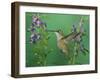 Rufous Hummingbird, Female Feeding on Purple Angelonia Paradise, Chiricahua Mountains, Arizona, USA-Rolf Nussbaumer-Framed Photographic Print