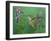 Rufous Hummingbird, Female Feeding on Purple Angelonia Paradise, Chiricahua Mountains, Arizona, USA-Rolf Nussbaumer-Framed Photographic Print