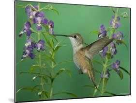 Rufous Hummingbird, Female Feeding on Purple Angelonia Paradise, Chiricahua Mountains, Arizona, USA-Rolf Nussbaumer-Mounted Photographic Print