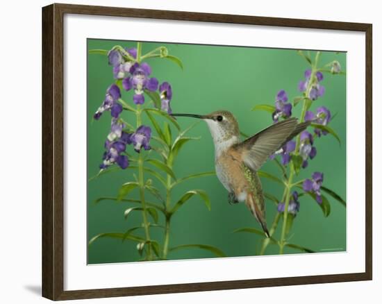 Rufous Hummingbird, Female Feeding on Purple Angelonia Paradise, Chiricahua Mountains, Arizona, USA-Rolf Nussbaumer-Framed Photographic Print