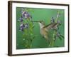 Rufous Hummingbird, Female Feeding on Purple Angelonia Paradise, Chiricahua Mountains, Arizona, USA-Rolf Nussbaumer-Framed Photographic Print