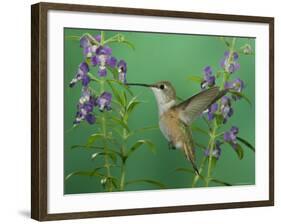 Rufous Hummingbird, Female Feeding on Purple Angelonia Paradise, Chiricahua Mountains, Arizona, USA-Rolf Nussbaumer-Framed Photographic Print