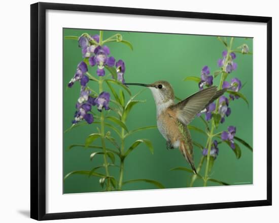 Rufous Hummingbird, Female Feeding on Purple Angelonia Paradise, Chiricahua Mountains, Arizona, USA-Rolf Nussbaumer-Framed Photographic Print