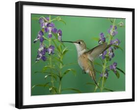 Rufous Hummingbird, Female Feeding on Purple Angelonia Paradise, Chiricahua Mountains, Arizona, USA-Rolf Nussbaumer-Framed Photographic Print