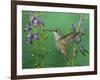 Rufous Hummingbird, Female Feeding on Purple Angelonia Paradise, Chiricahua Mountains, Arizona, USA-Rolf Nussbaumer-Framed Photographic Print