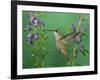 Rufous Hummingbird, Female Feeding on Purple Angelonia Paradise, Chiricahua Mountains, Arizona, USA-Rolf Nussbaumer-Framed Photographic Print