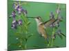 Rufous Hummingbird, Female Feeding on Purple Angelonia Paradise, Chiricahua Mountains, Arizona, USA-Rolf Nussbaumer-Mounted Photographic Print